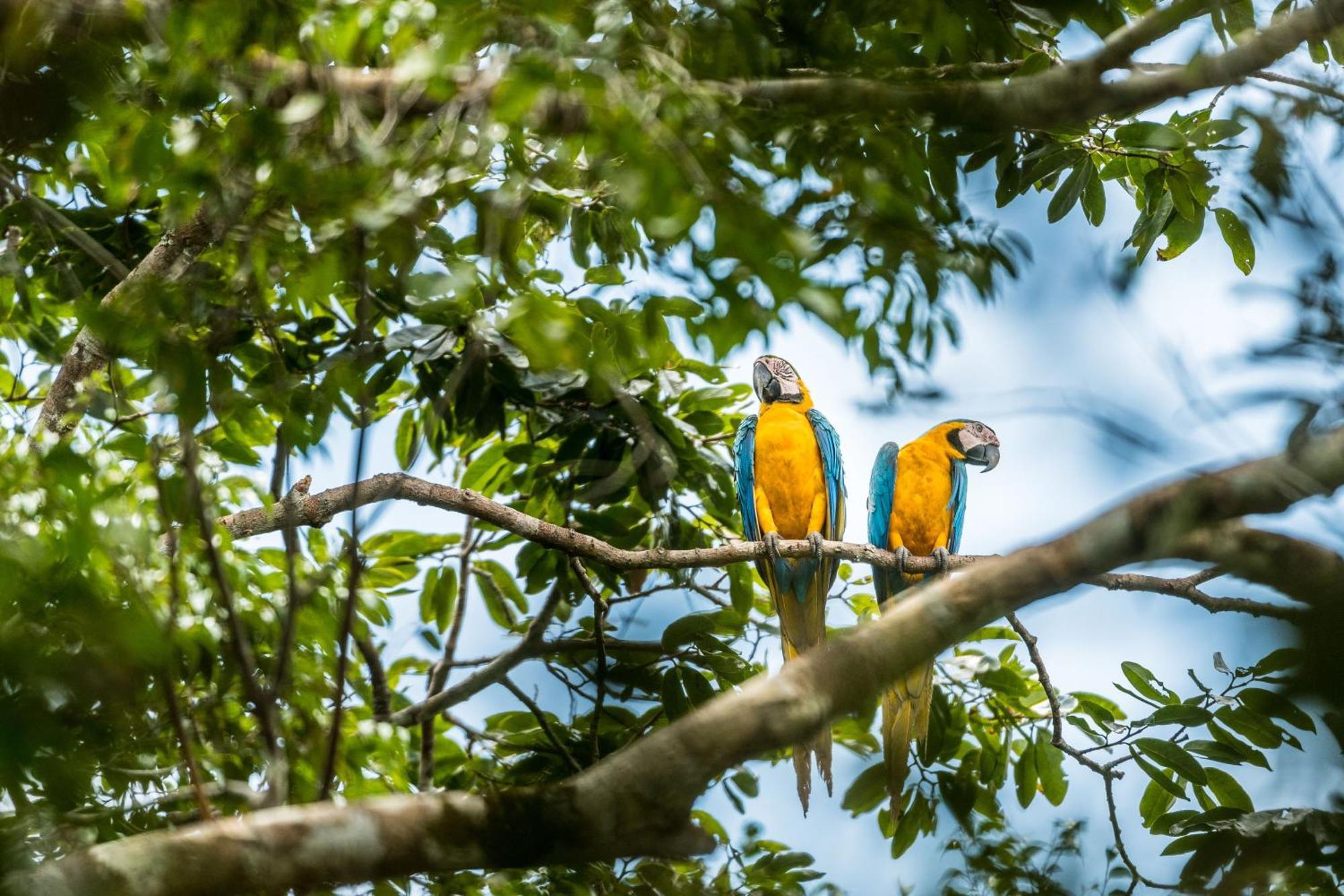 Caiman Lodge - Cuyabeno Nature Amazon Tour Buitenkant foto