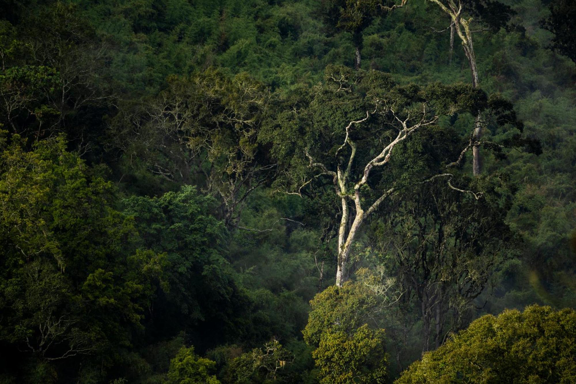 Caiman Lodge - Cuyabeno Nature Amazon Tour Buitenkant foto